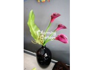 Purple Calla Lily